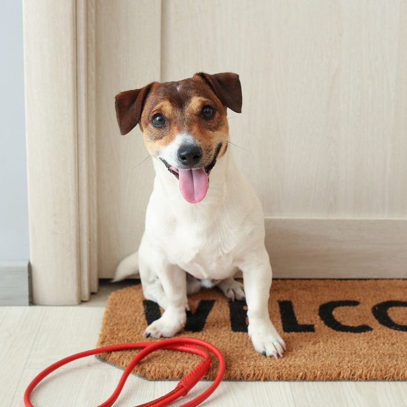 a dog sitting on a doormat