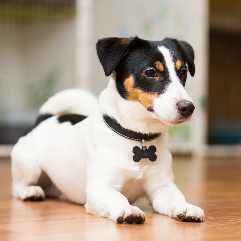 Dog breed Jack Russell Terrier playfully lies on the floor