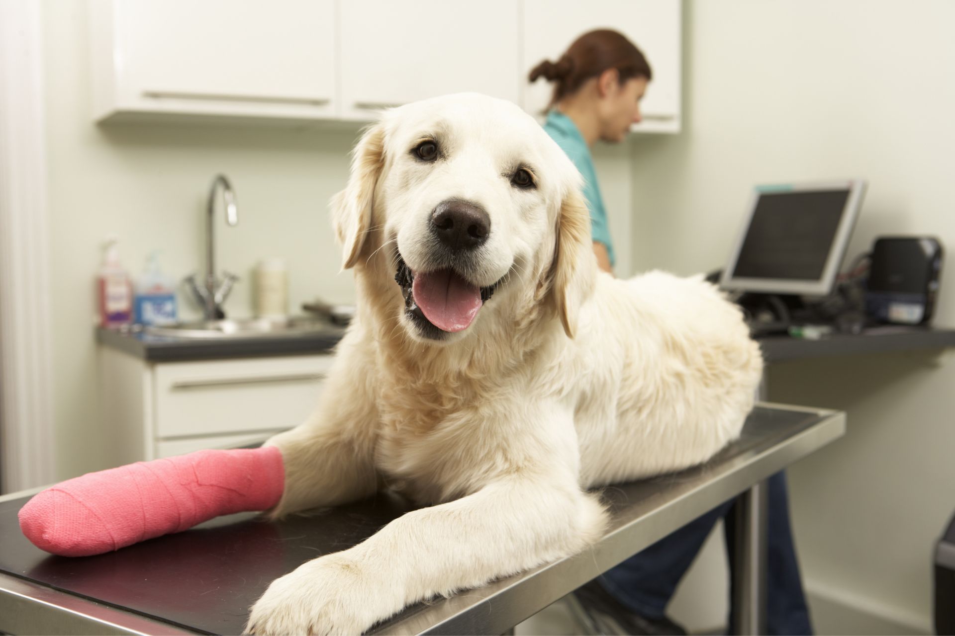 Dog on exam table wth pink tape on paw