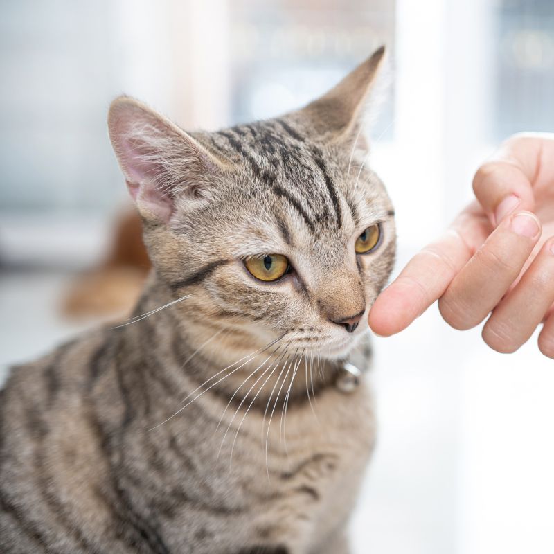 a person's finger touching cat's cheek