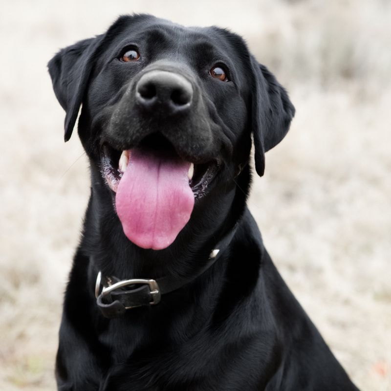 black dog with its tongue out