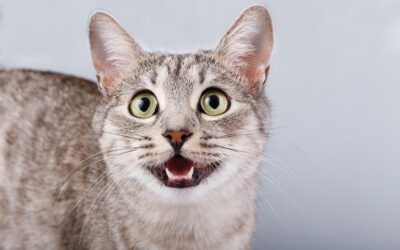 CAT EXCESSIVE MEOWING AND YOWLING: WHY CATS MEOW