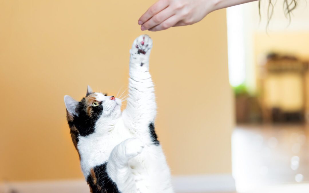 a cat raising her paw to touch a person's hand