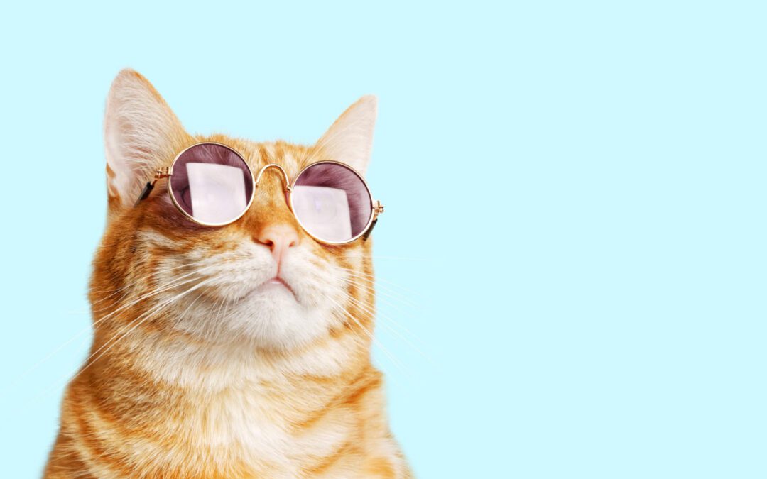 a cat wearing sunglasses