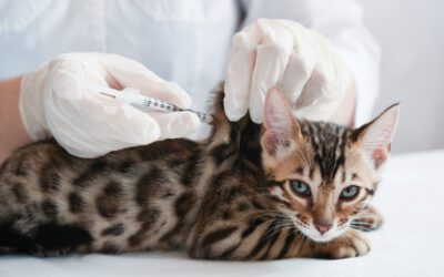 WHY IT’S IMPORTANT TO VACCINATE YOUR PET