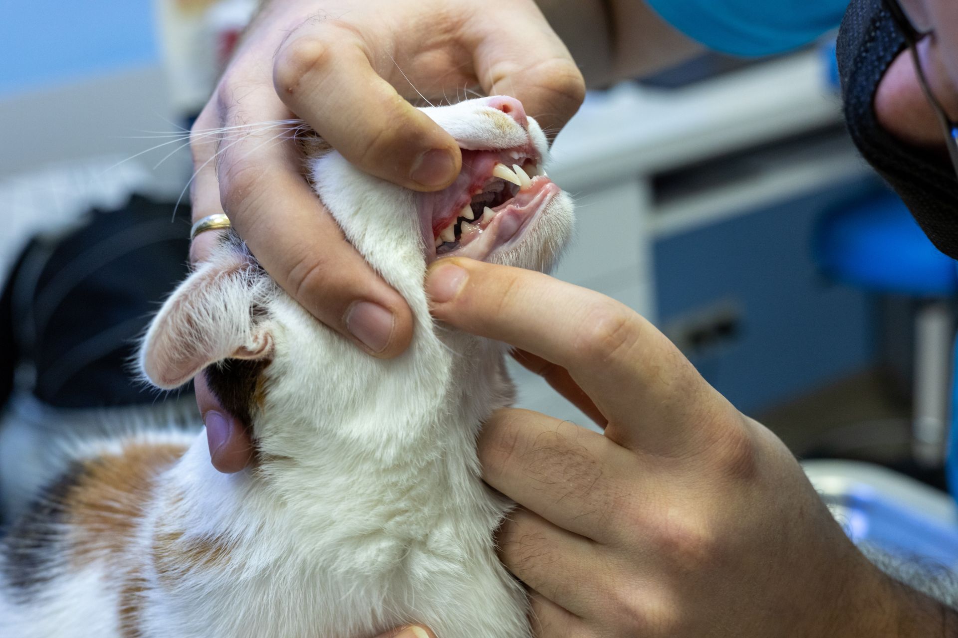 cat's teeth being examined by a vet
