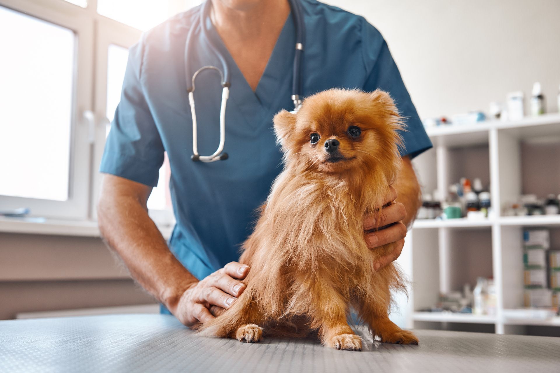 a person in a blue scrubs holding a small dog