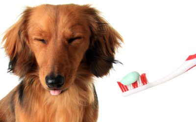WHY ORAL HEALTH IS IMPORTANT FOR DOGS