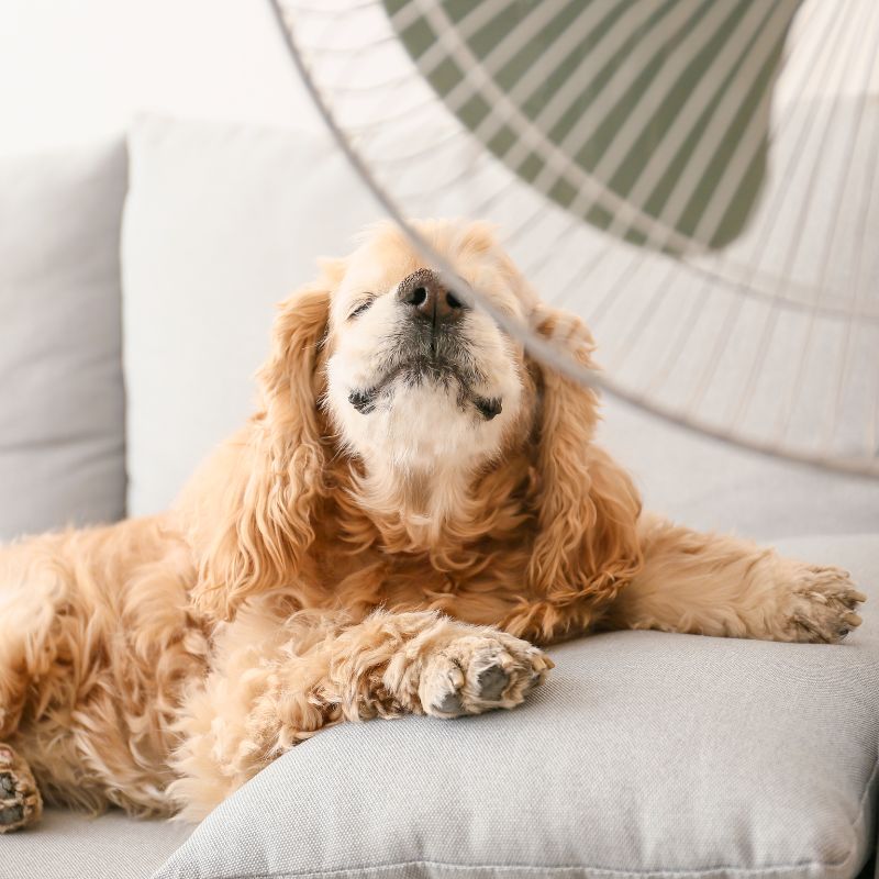 a dog lying on a couch with a fan