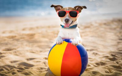 HOW TO HELP YOUR PET BEAT THE SUMMER HEAT