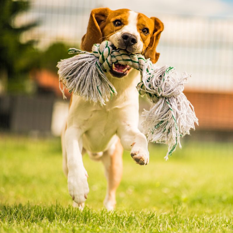 a dog running with a piece of a rope in its mouth