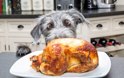 THANKSGIVING TIPS FOR PETS