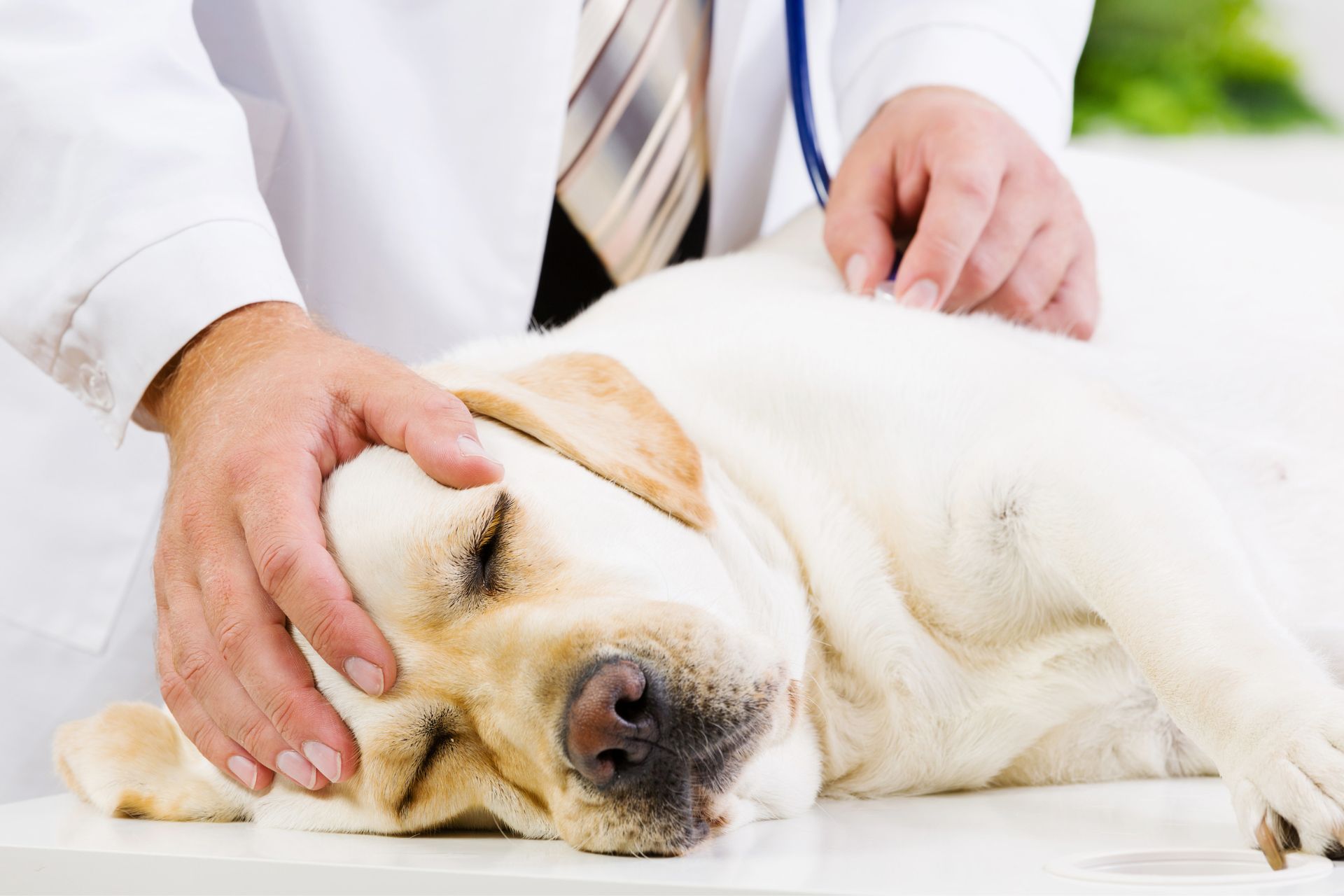 a dog lying on a table being examined with a stethoscope