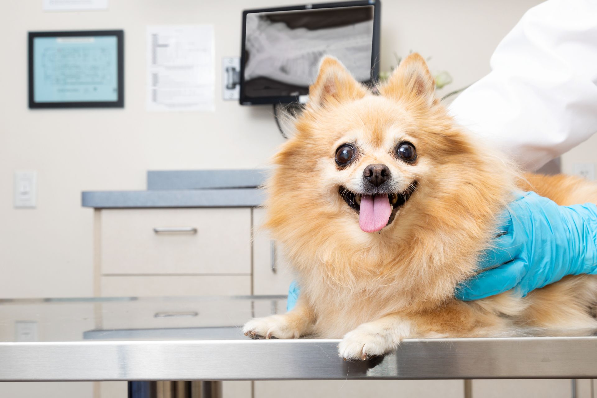 dog at clinic sitting on table