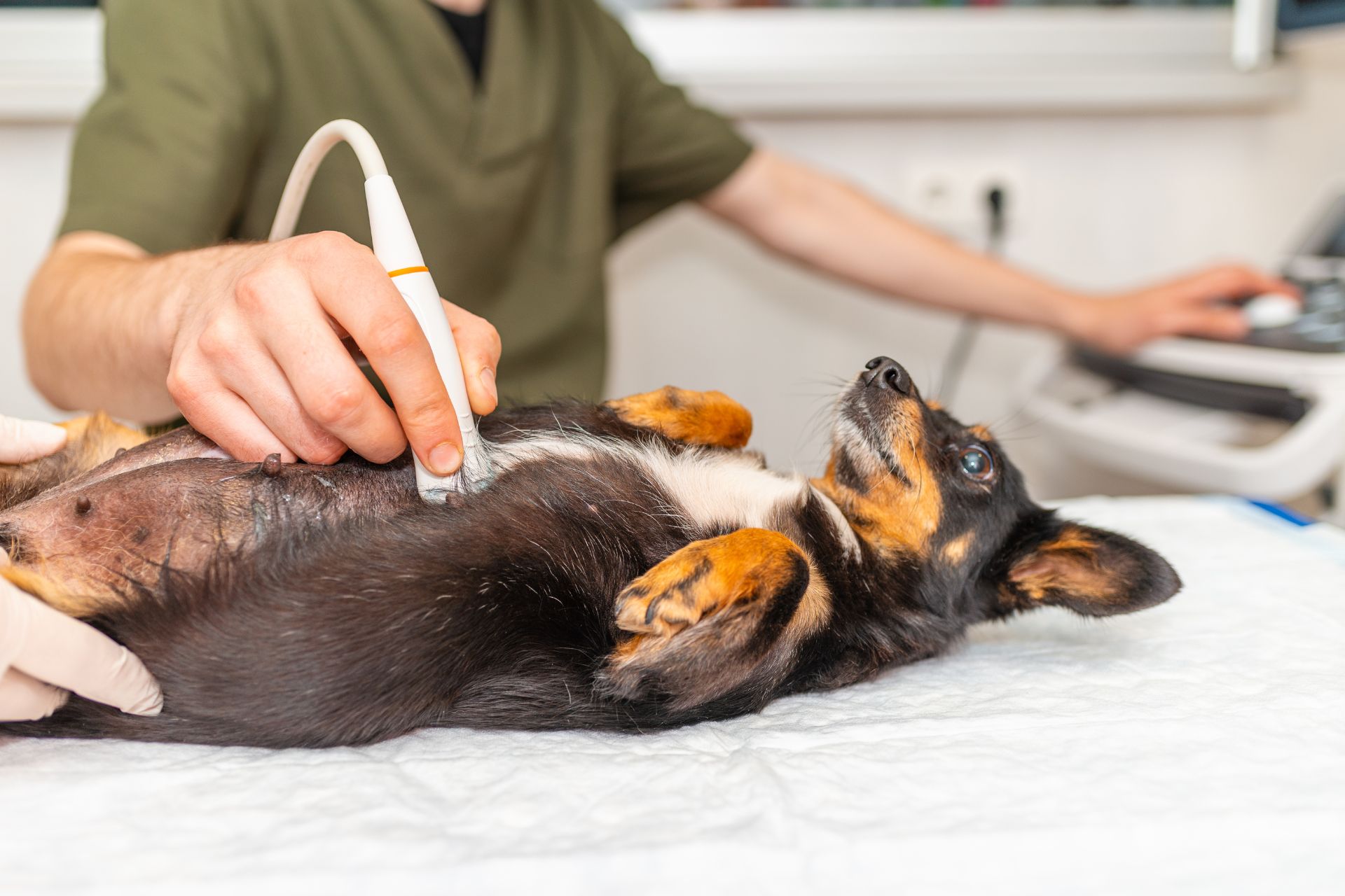 dog being examined by a vet