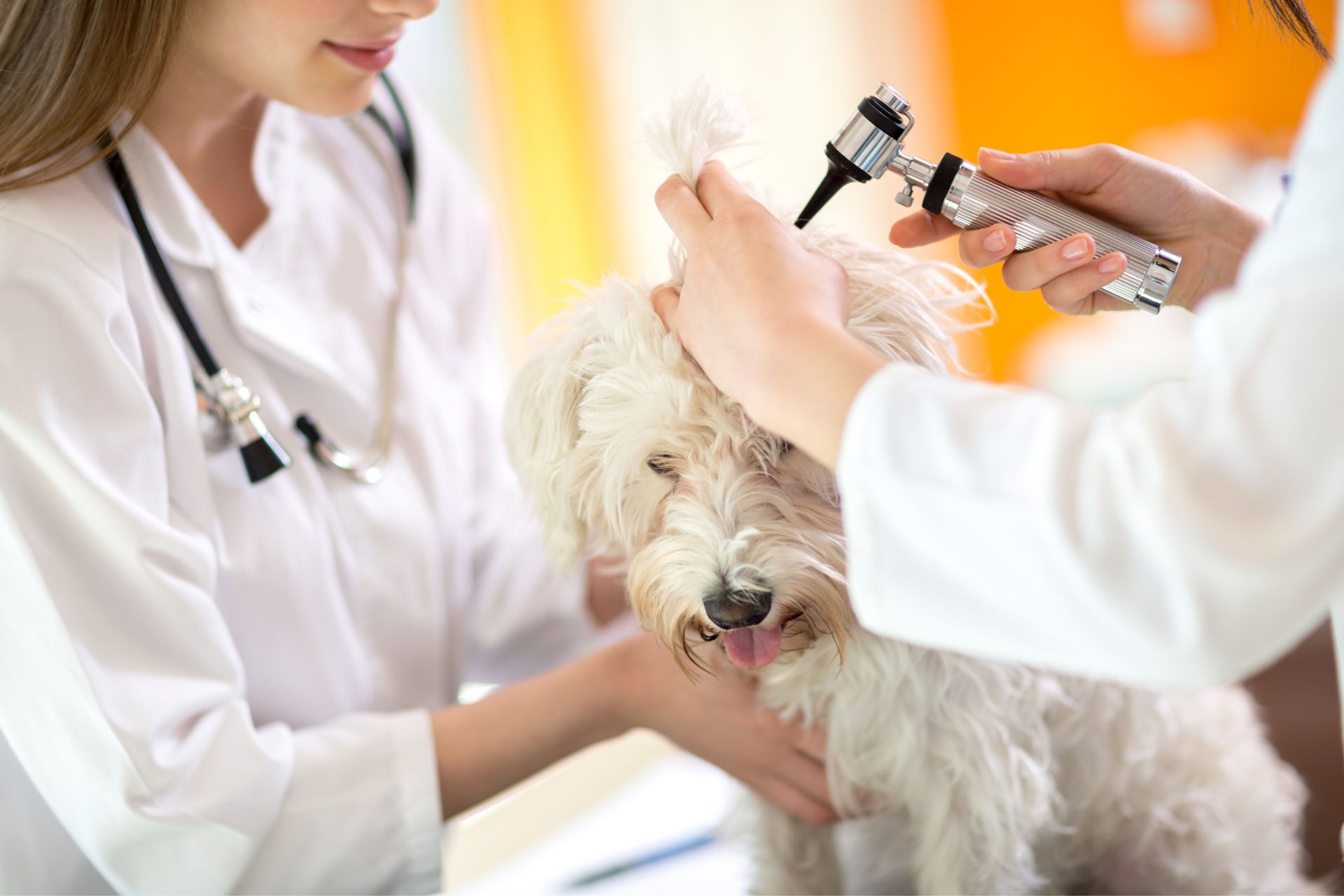 Hearing checkup of a dog in clinic