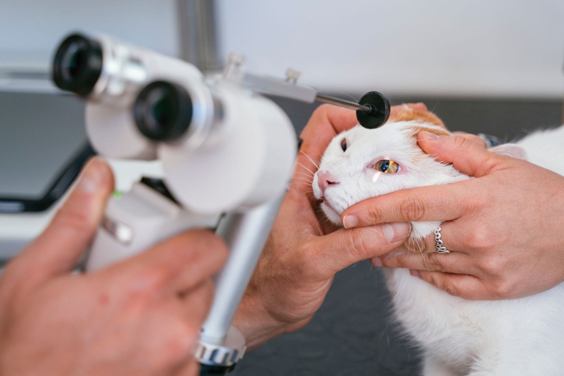 a cat's eyes being examined
