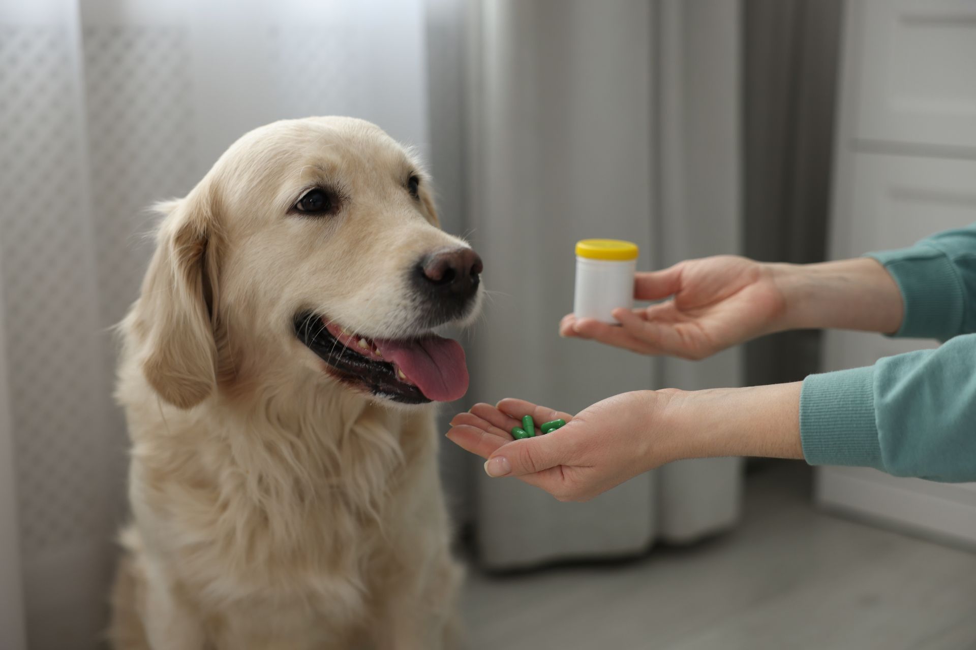 a person giving pills to a dog